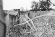 Old Fence