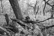Abandoned lumber