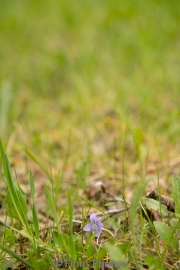 First sign of spring